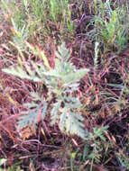 Image of Cuman ragweed