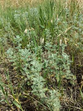 Image of Roman wormwood