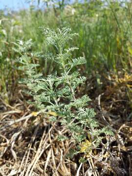 Image of Roman wormwood