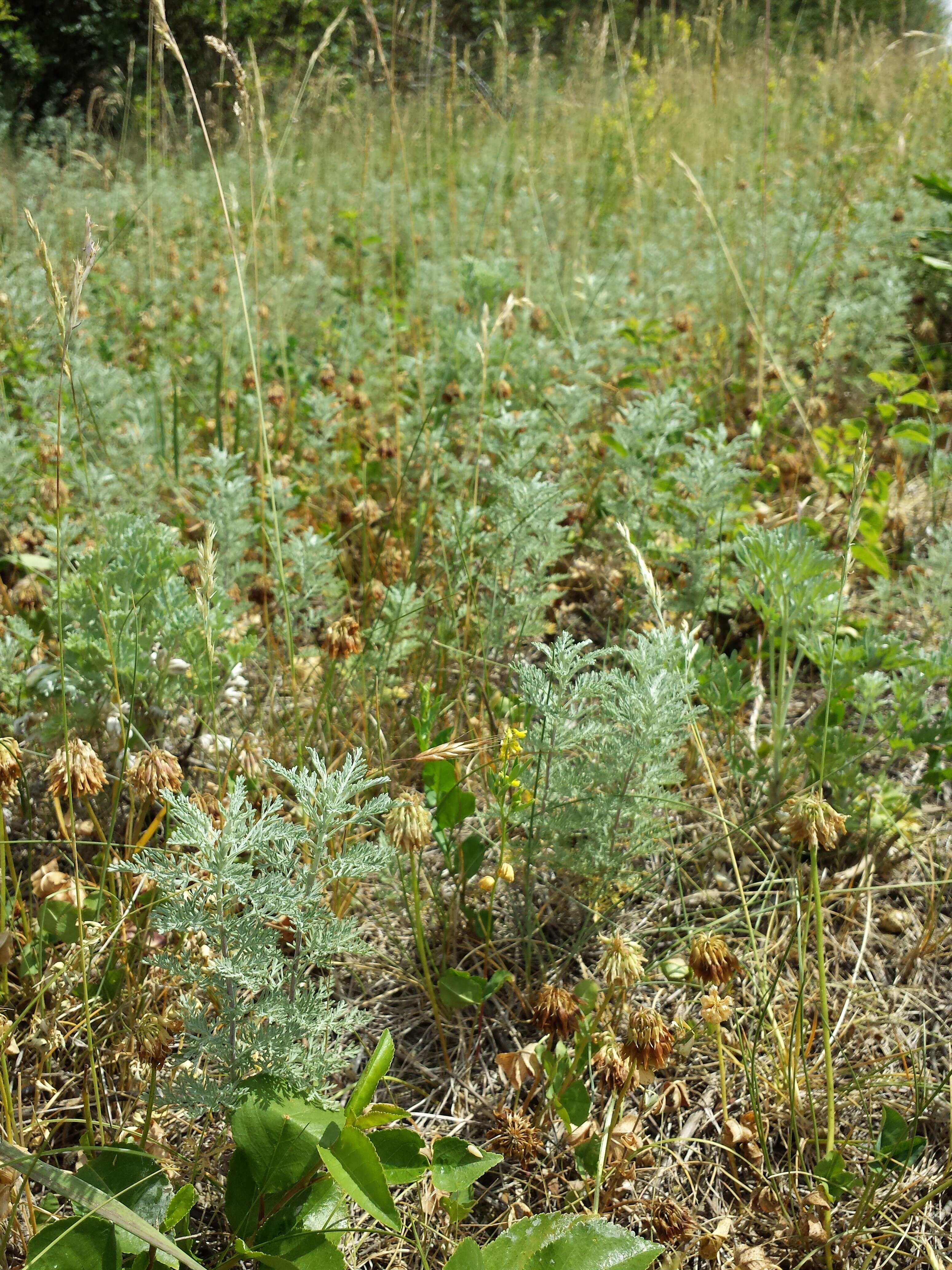 Image of Roman wormwood