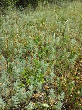 Image of Roman wormwood