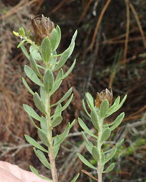 Image of Oedera calycina subsp. calycina