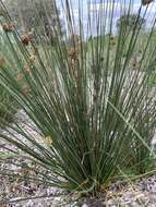 Image of Juncus gregiflorus L. A. S. Johnson