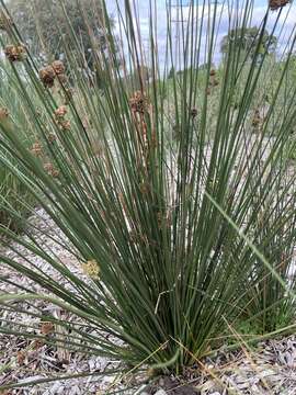 Imagem de Juncus gregiflorus L. A. S. Johnson