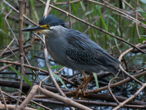 Image of Green-backed Heron