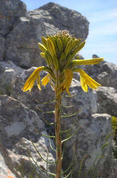 Image of yellow asphodel