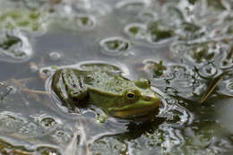 Sivun Lithobates clamitans (Latreille ex Sonnini de Manoncourt & Latreille 1801) kuva