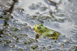 صورة Pelophylax esculentus