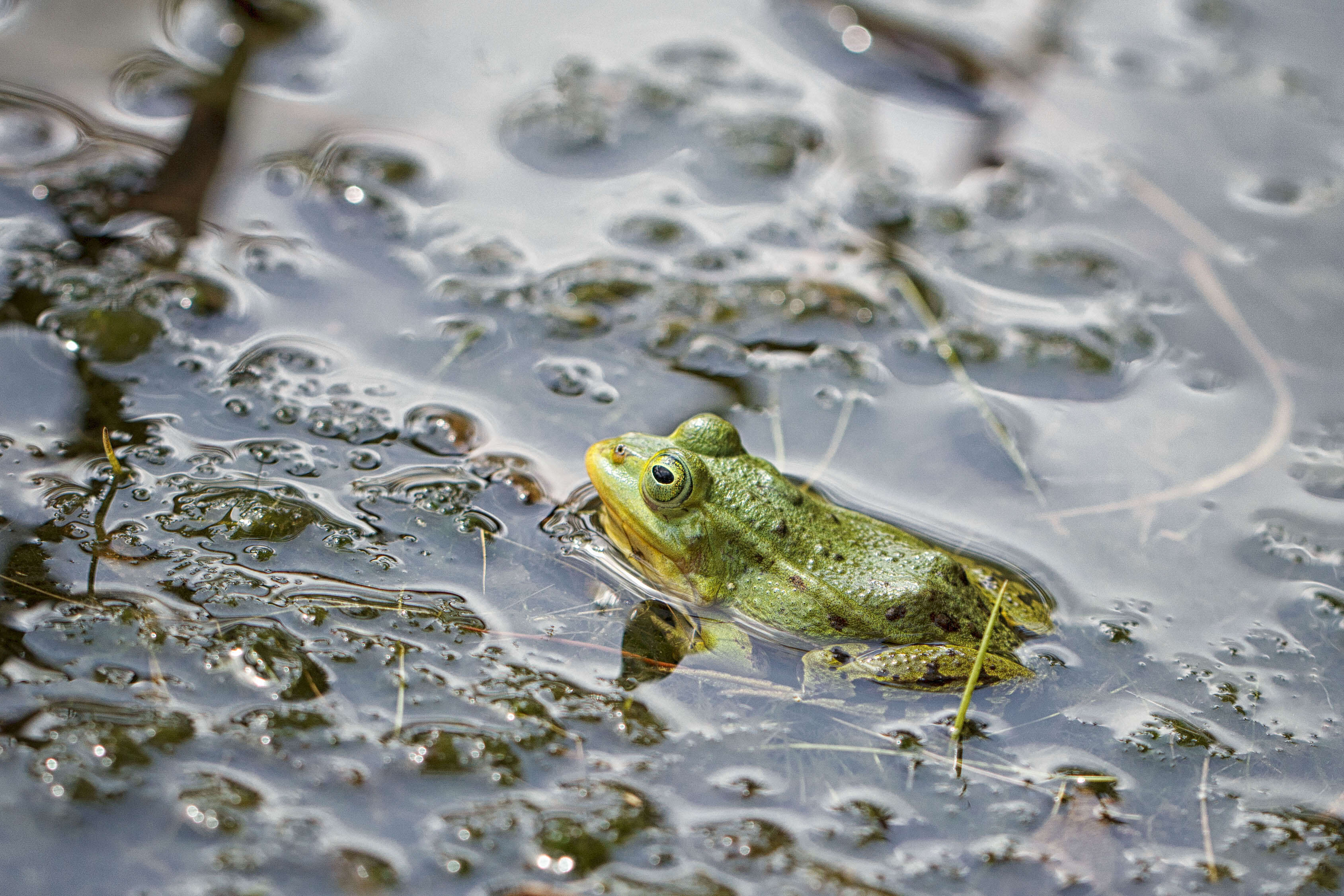 صورة Pelophylax esculentus