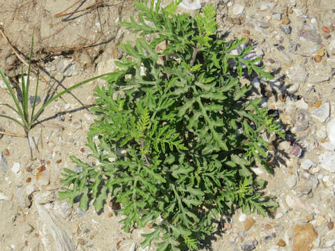 صورة Ambrosia artemisiifolia var. paniculata (Michx.) Blank.