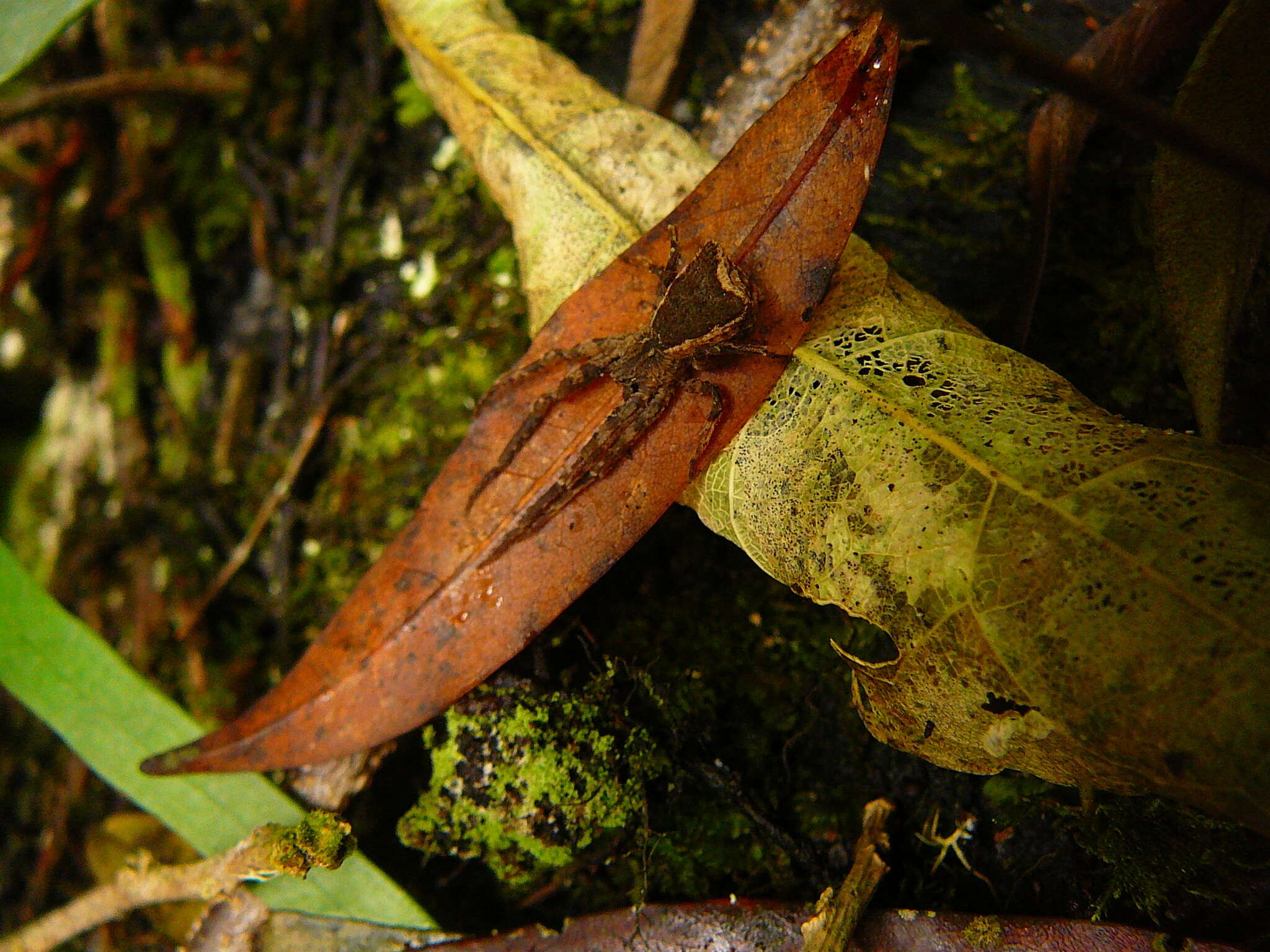 Image of Sidymella angularis (Urquhart 1885)