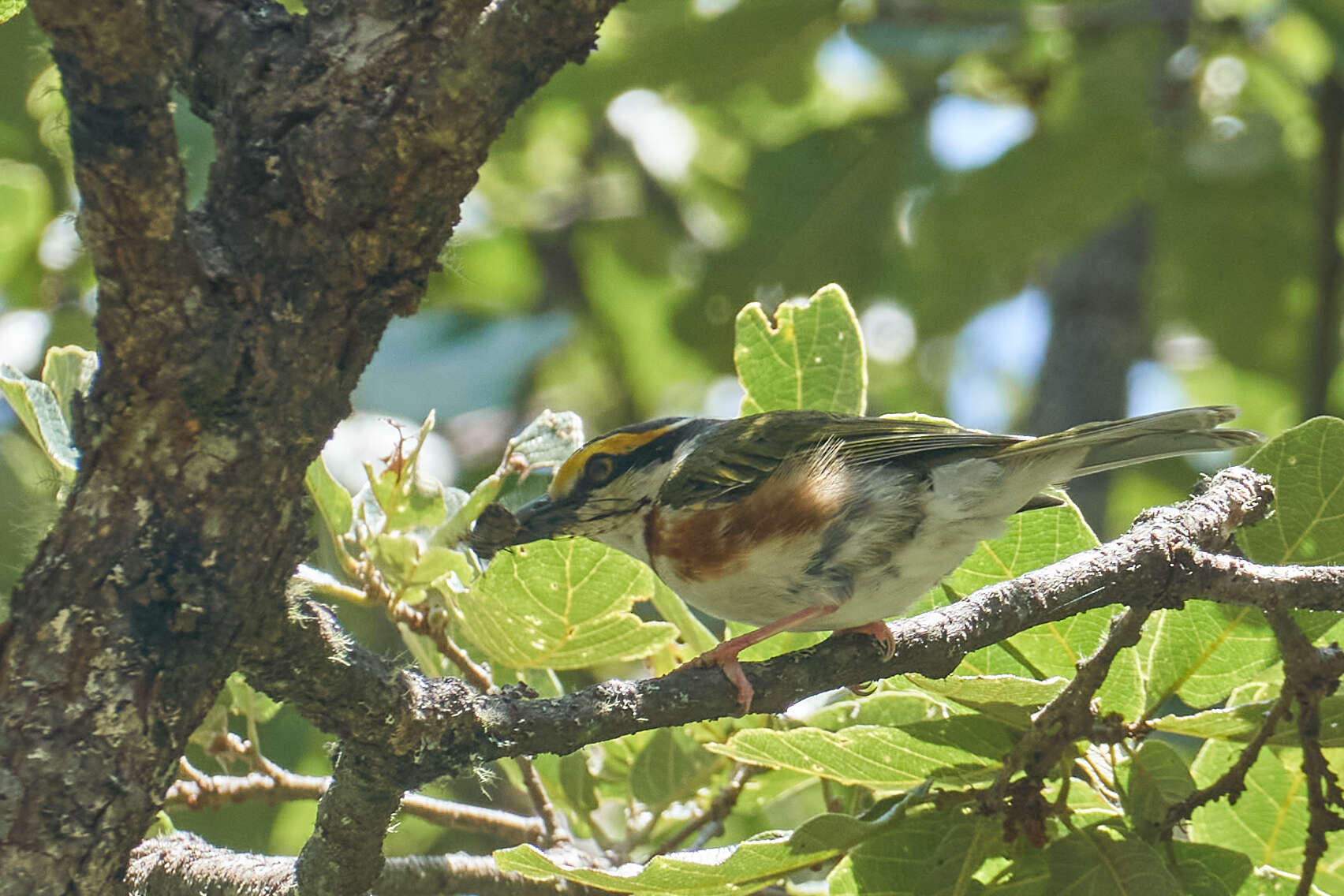 Image of Chestnut-sided Shrike-Vireo