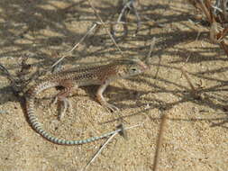 Plancia ëd Acanthodactylus schmidti Haas 1957