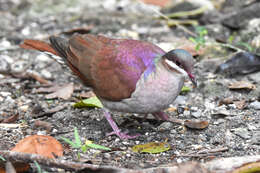 Image of Key West Quail-Dove