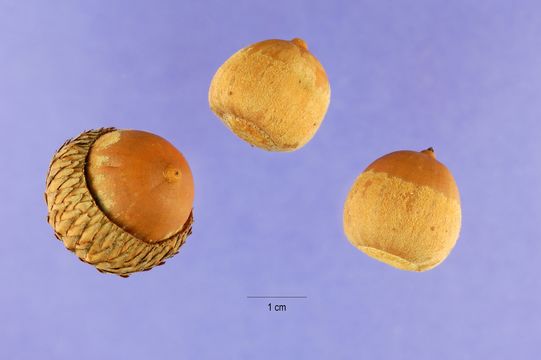 Image of Black Oak