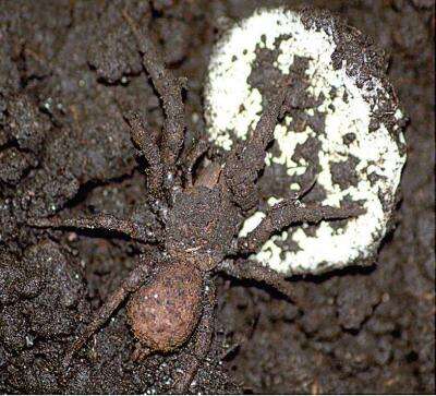 Image of Paratropis tuxtlensis Valdez-Mondragón, Mendoza & Francke 2014