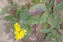 Plancia ëd Senecio banksii Hook. fil.