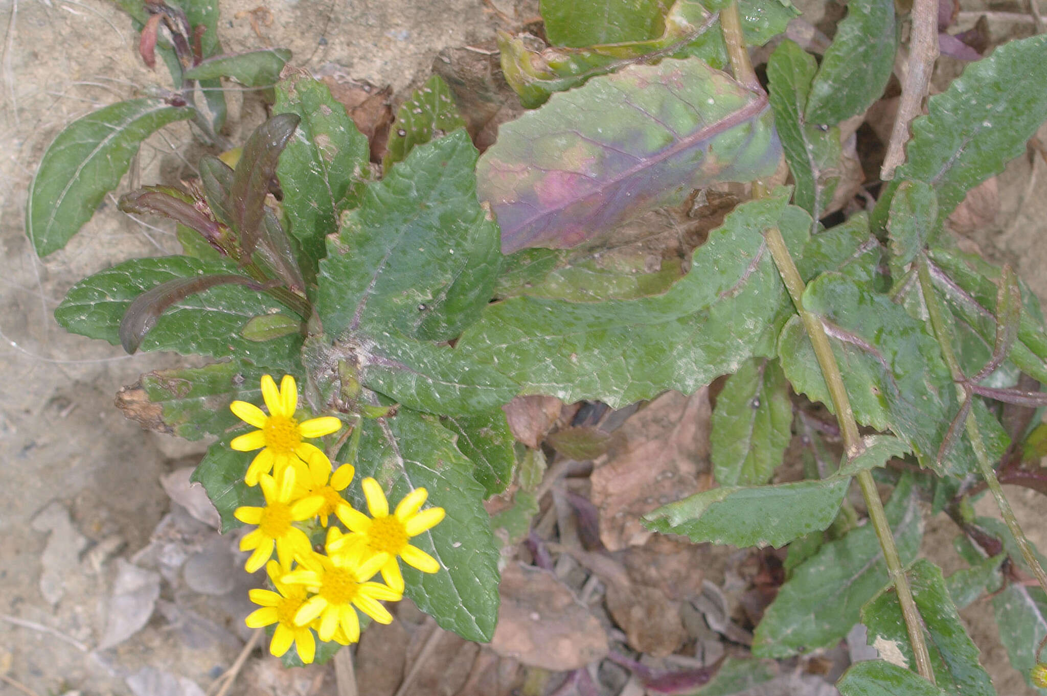 Senecio banksii Hook. fil.的圖片