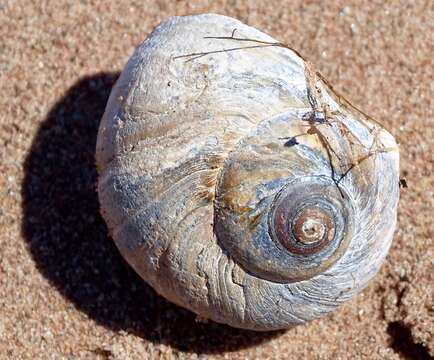 Image of common northern moonsnail