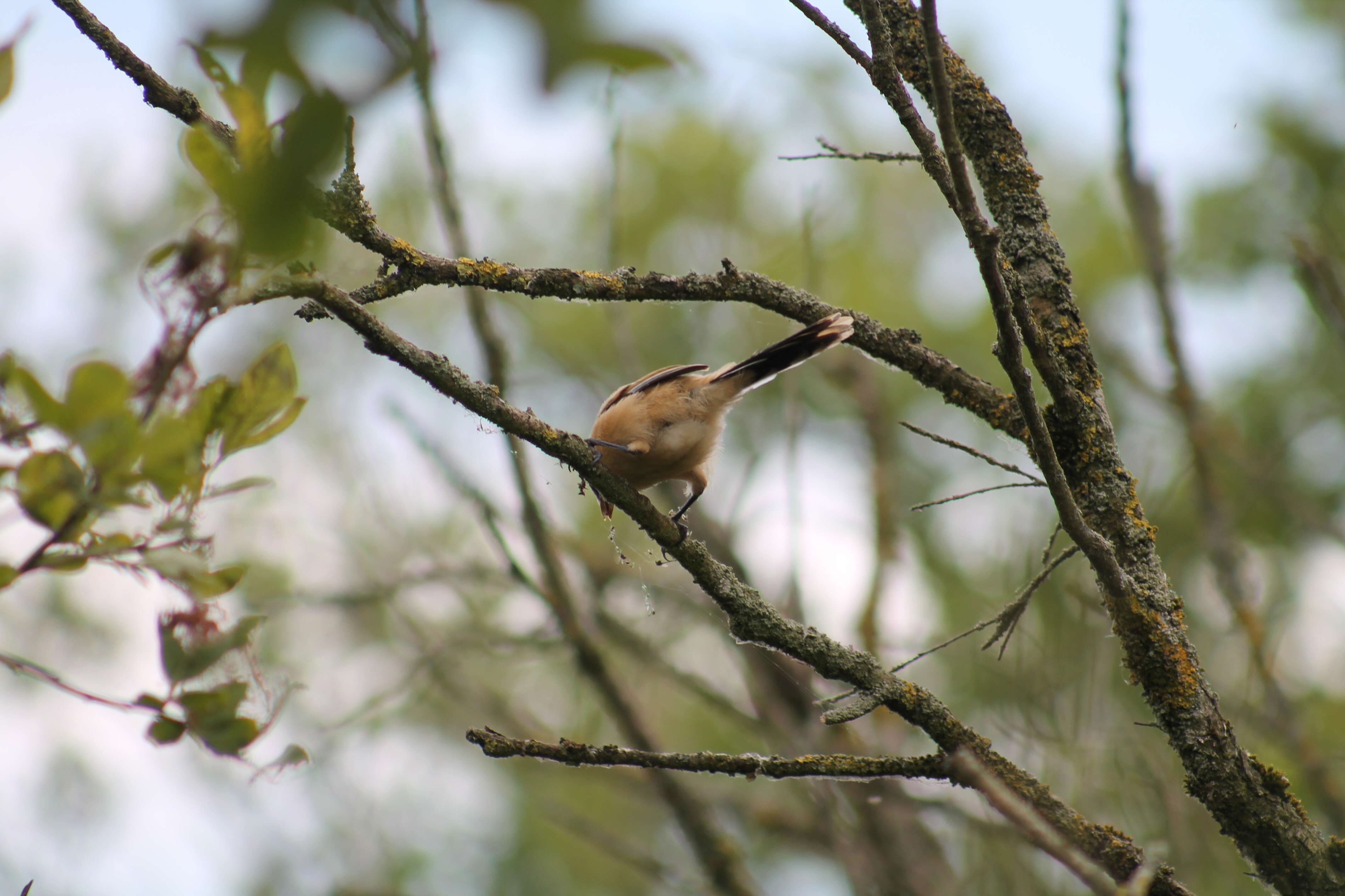 Sivun Panuridae kuva