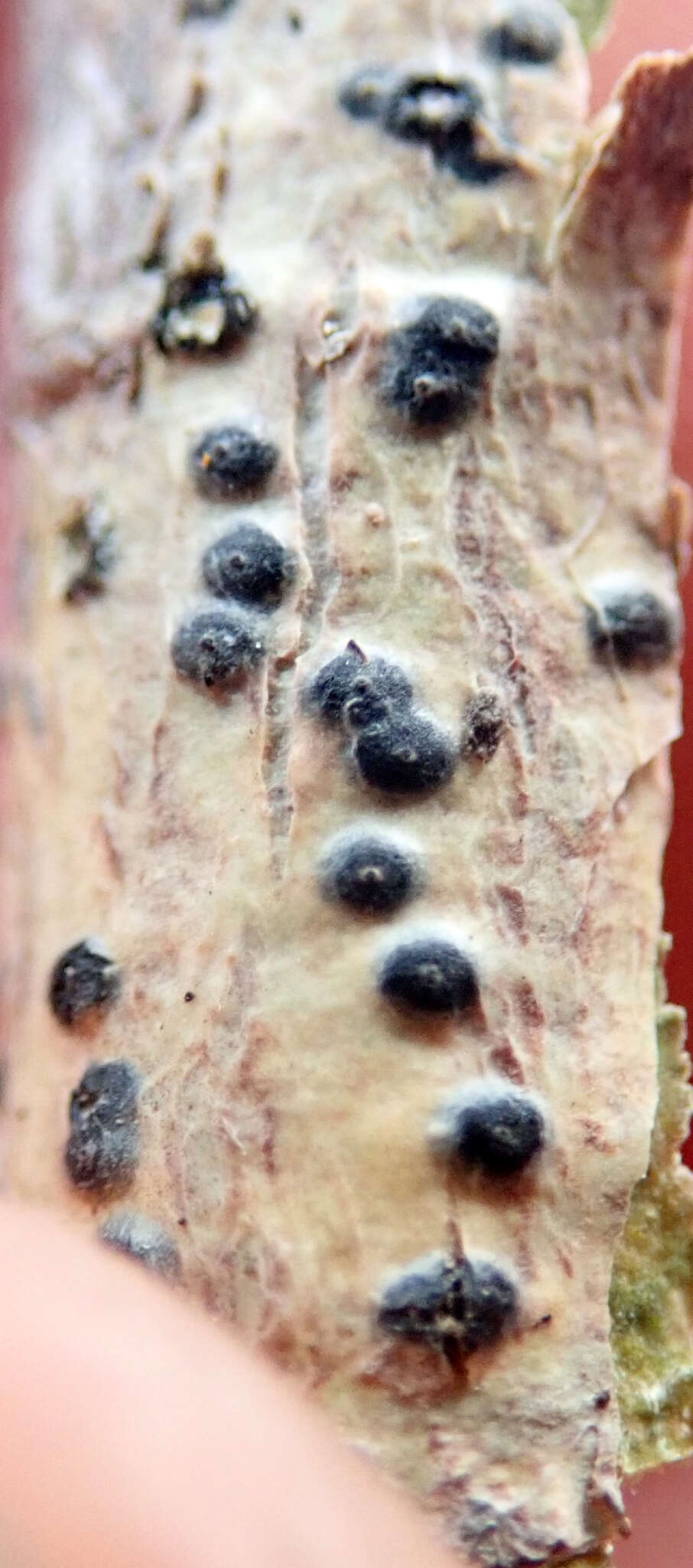 Image de Pyrenula dermatodes (Borrer) Schaer.