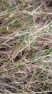 Image of torpedo grass