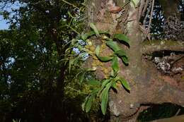 Image de Bulbophyllum fimbriatum (Lindl.) Rchb. fil.