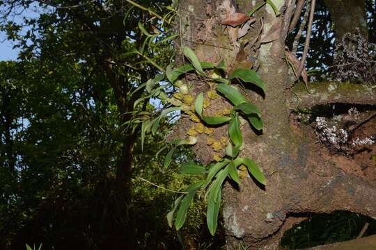 Image of Bulbophyllum fimbriatum (Lindl.) Rchb. fil.