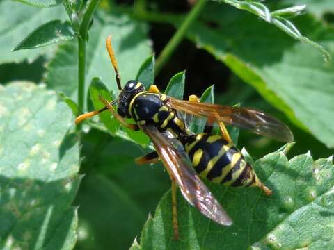 Image of European Paper Wasp