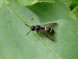 Image of Symmorphus bifasciatus (Linnaeus 1761)