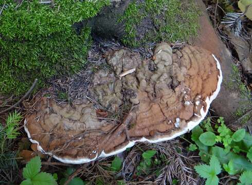 Image of Ganoderma applanatum