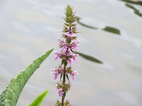 Image of Hedge-nettle