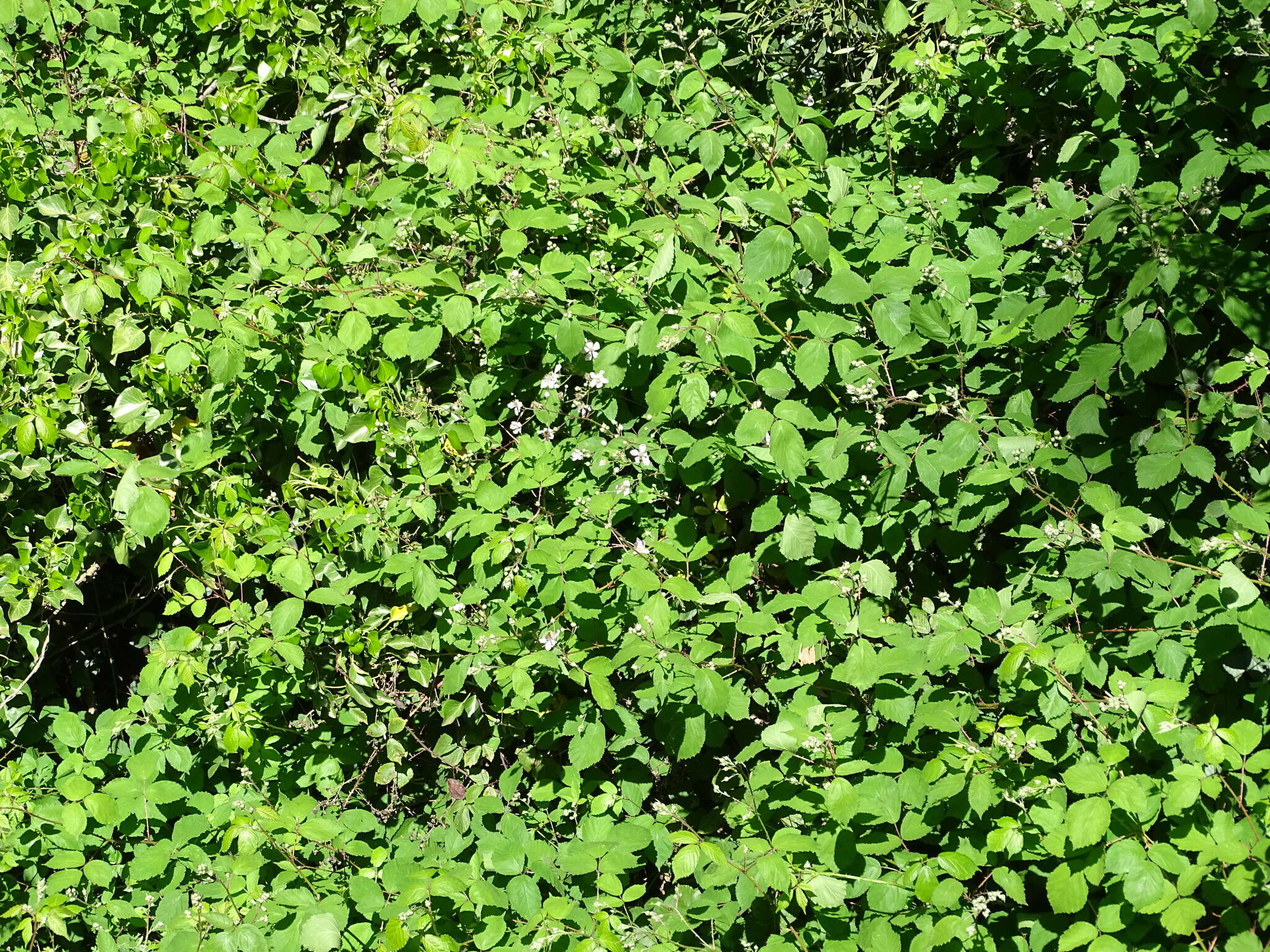 Image of Rubus rubritinctus W. C. R. Watson