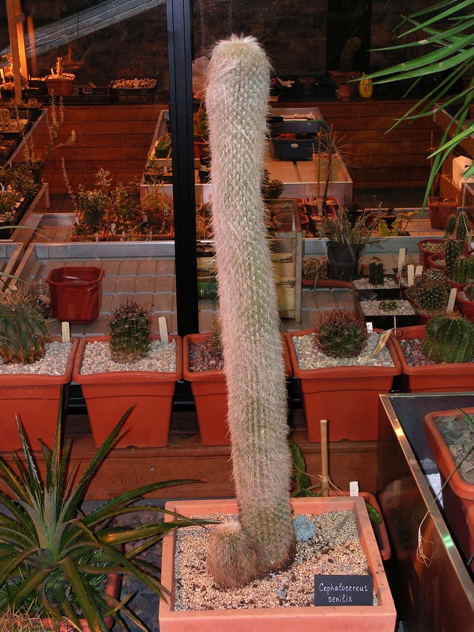 Image of Old Man Cactus