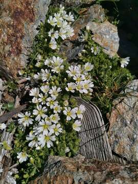 Image of One-flowered Mouse-ear