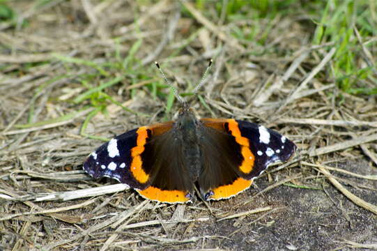 Image of Red Admiral