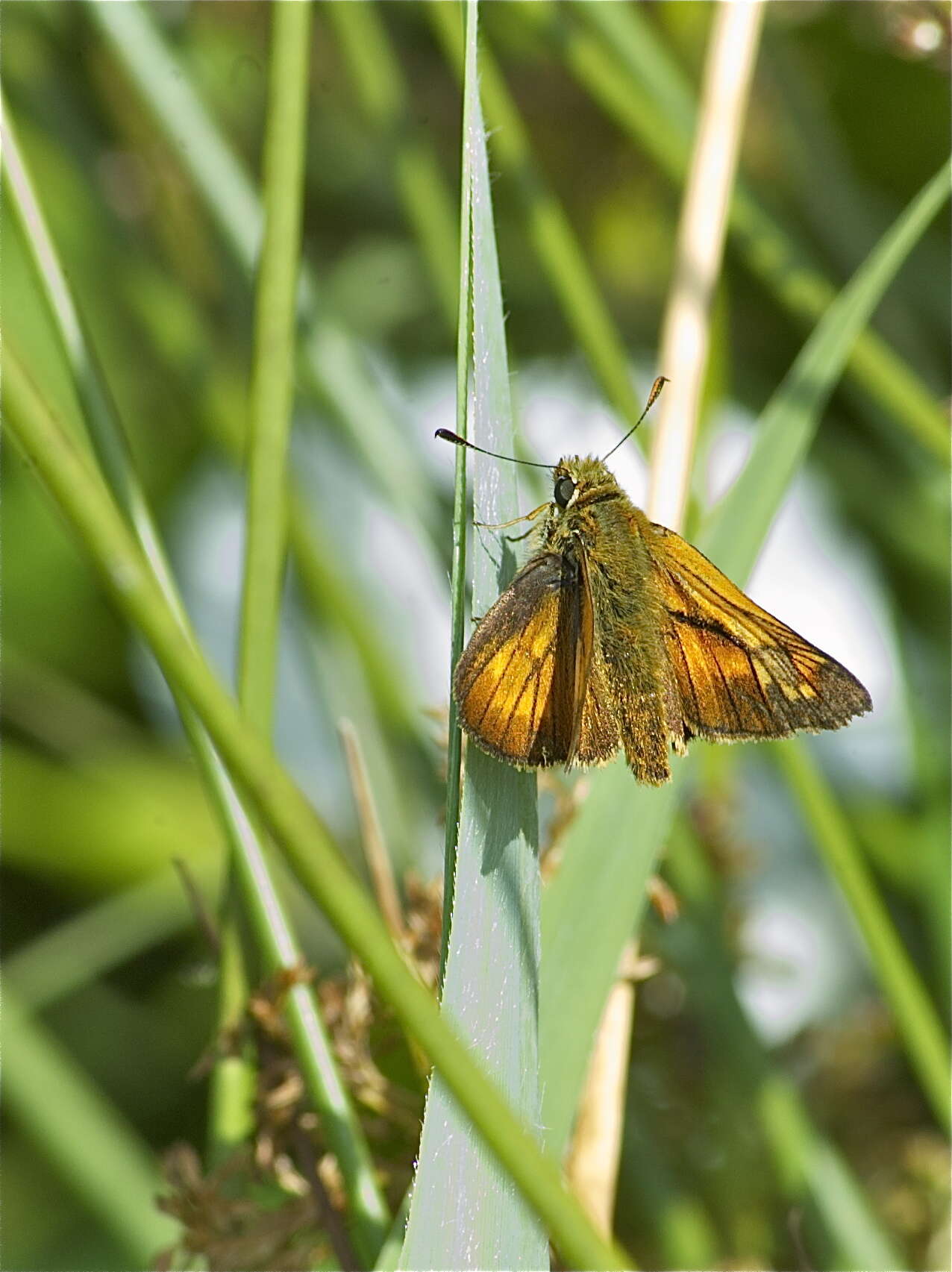 Image of Ochlodes sylvanus