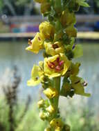 Verbascum nigrum L. resmi