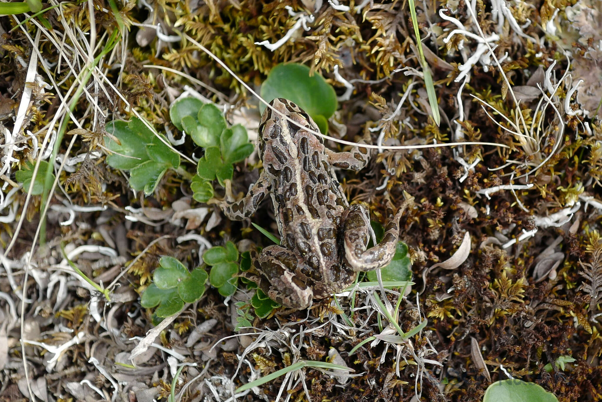 Image of Plateau Frog