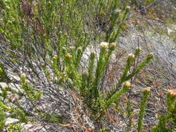 Image of Phylica imberbis Berg.