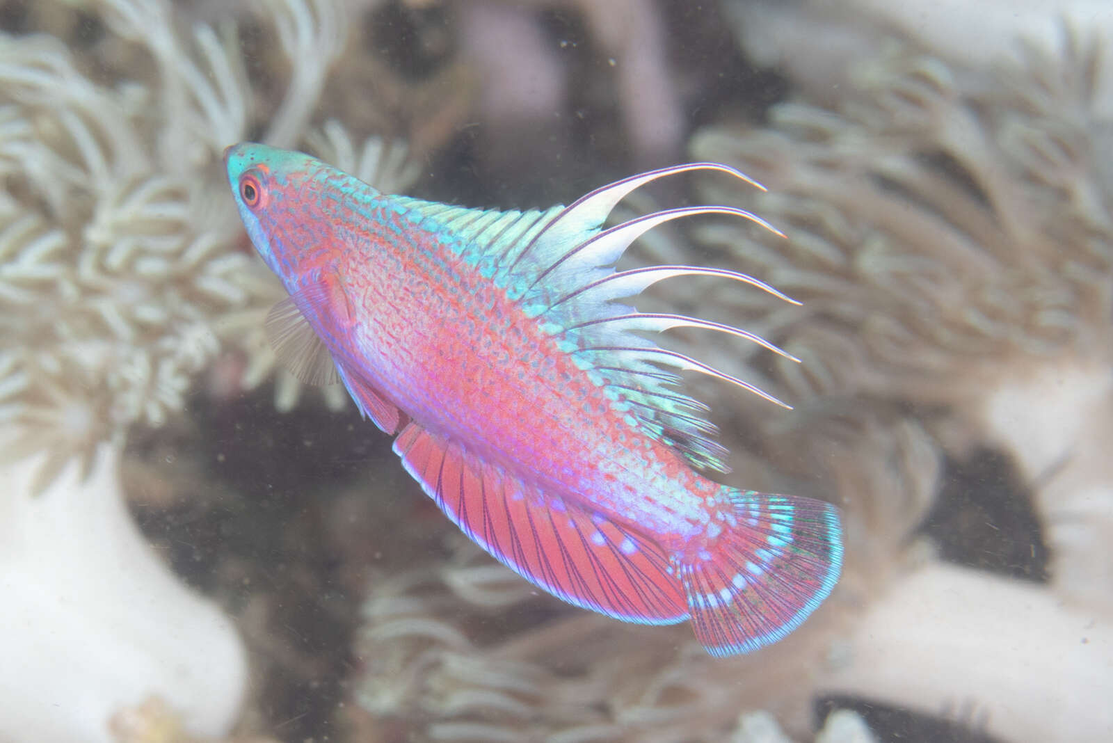 Image of Linespot flasherwrasse