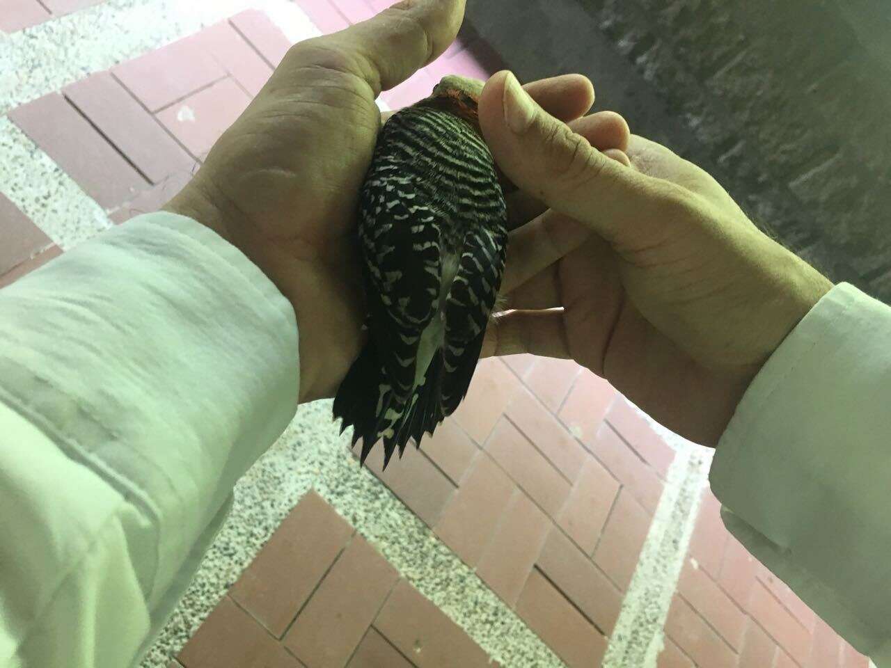 Image of Red-crowned Woodpecker