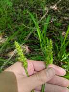 Image of stalkgrain sedge