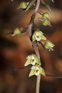 Imagem de Epipactis purpurata Sm.