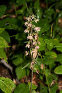 Imagem de Epipactis purpurata Sm.