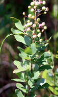 Image of Confederate huckleberry