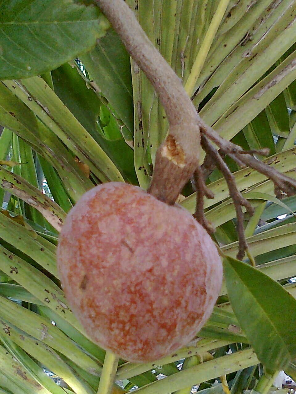 Image of custard apple