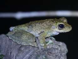 Image of Kuranda Tree Frog