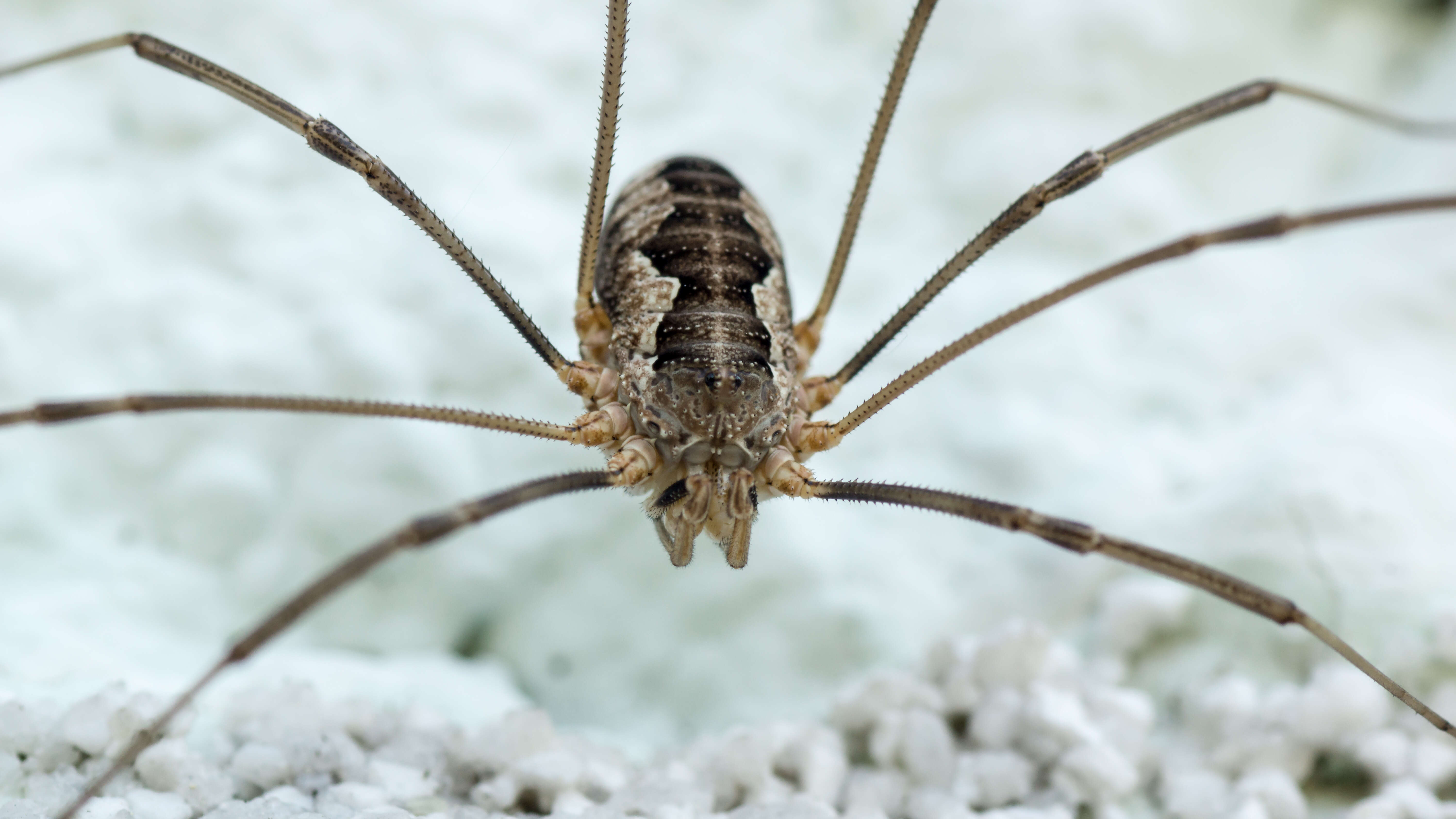 Image of Daddy longleg