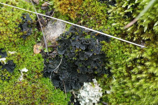 Image of leptochidium lichen